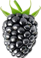 Blackberry Fruit