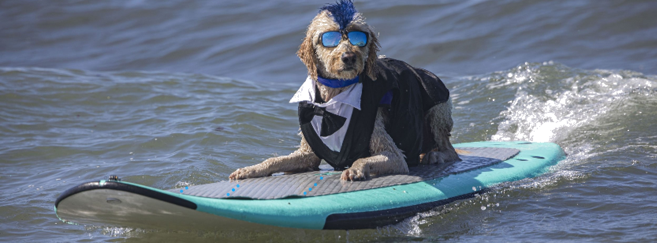 surfingdogs